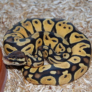 lemon pastel hembra 1.JPG