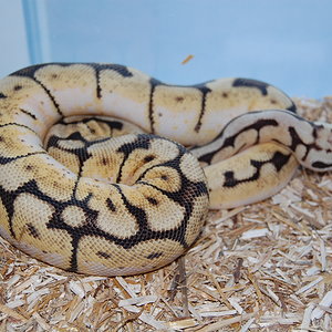 bumble bee macho.JPG