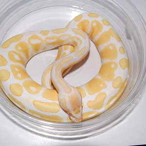 albino hc hembra.JPG