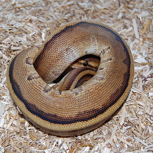 genetic striped hembra.JPG