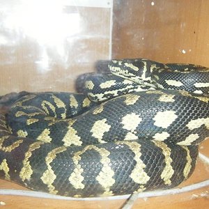 jungel jagua s hembra.jpg