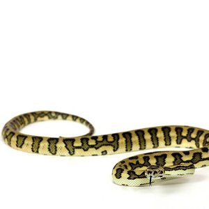 jungel jaguar 75% macho.jpg