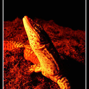 Varanus_acanthurus_4_by_BraveMurderer.jpg