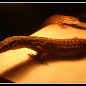 Varanus_acanthurus_5_by_BraveMurderer.jpg