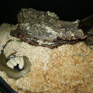 IMG_2153 (Large).JPG