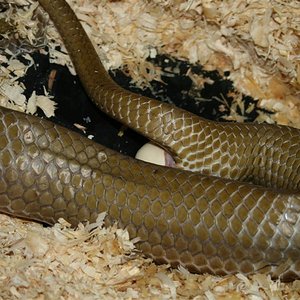 IMG_2154 (Large).JPG