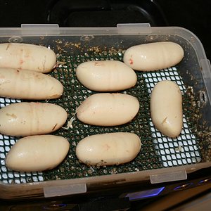 IMG_2155 (Large).JPG