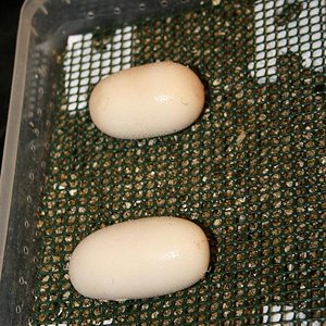 IMG_2157 (Large).JPG