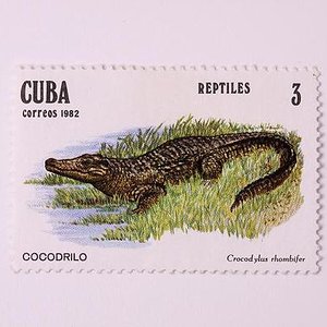timbres de cocodrilos 017.jpg