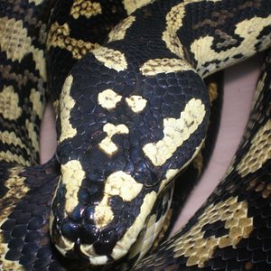 chey macho 1[DVD (NTSC)].jpg