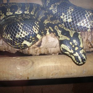 chey hebra 2[HDTV (720)].jpg