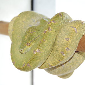 viridis aru 10-4-10......JPG