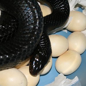 IMG_2316 (Large).JPG