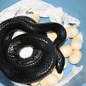 IMG_2317 (Large).JPG