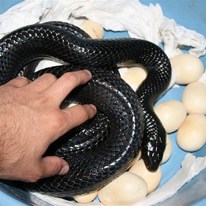 IMG_2318 (Large).JPG