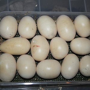 IMG_2319 (Large).JPG