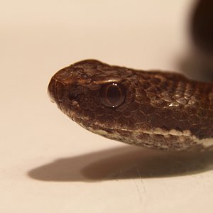 IMG_7246 [1600x1200].JPG