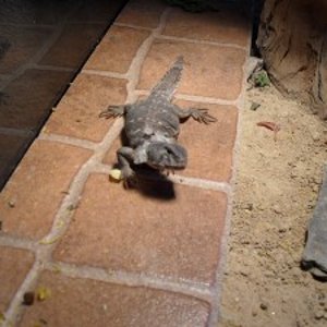 uros_6meses.21_nov_09 002 (300x225).jpg