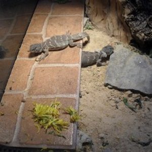 uros_6meses.21_nov_09 008 (300x225).jpg