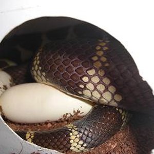 puesta primeras horas 1.jpg