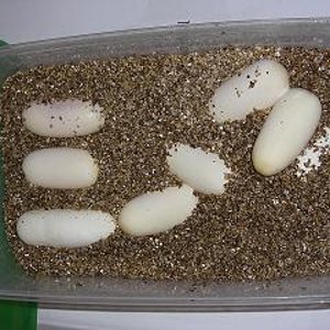 puesta final recipiente.jpg