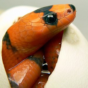 hondu hypo eclosión.jpg