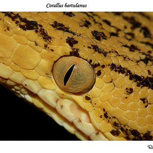 corallus-hortulanus.jpg
