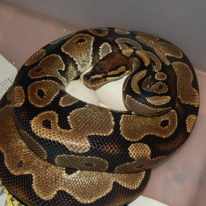 nom 7 X pastel ...JPG