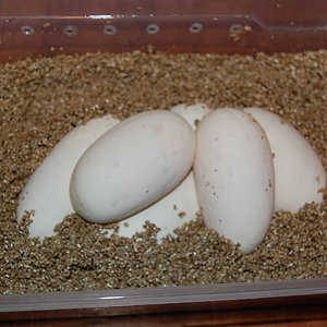 nom 7 X pastel .,.JPG