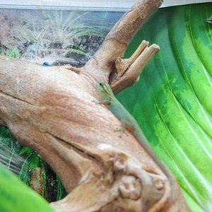 williamsi hembras.JPG