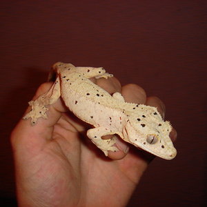 1.1 Glow orange dalmatian  300 (5).JPG