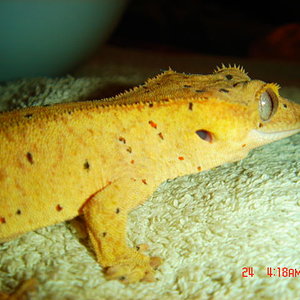 1.1 Glow orange dalmatian  300.JPG