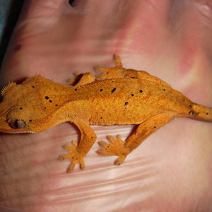 1.1 Glow orange dalmatian  300 (8).JPG