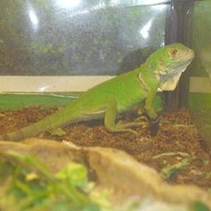 iguana.jpg