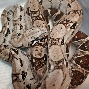 Anery typo 1 100%het typo 2 nicaragua .JPG