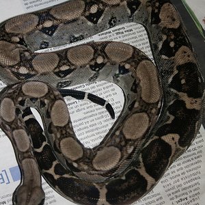 anery typo1 100%het typo 2.JPG