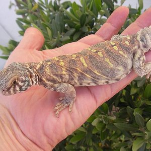 Copia de SANY0071.JPG