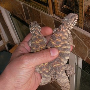 Copia de SANY0074.JPG