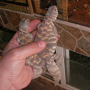 Copia de SANY0075.JPG