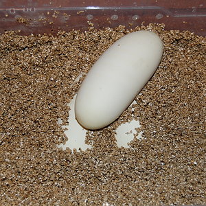 nom9 X pastel het ghost-20-05-2010.JPG