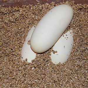 nom9 X pastel het ghost .20-05-2010-.JPG