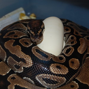 nom 9 X pastel het ghost .20-05-2010..JPG