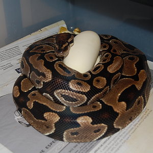 nom 9 X pastel het ghost - 20-05-2010.JPG