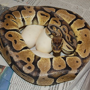 pastel x pewter 25-05.2010.JPG