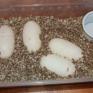 pastel x pewter 25..05,,2010.JPG