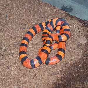 Copia de 100_4623.JPG