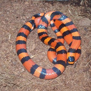 Copia de 100_4622.JPG