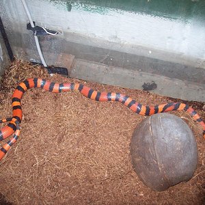 Copia de 100_4621.JPG