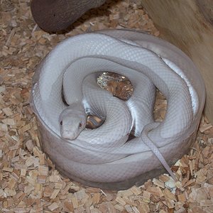 Copia de 100_4633.JPG