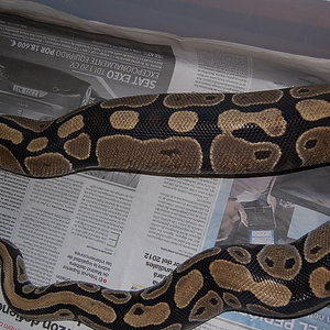 ovulacion nom2 29.5.2010.JPG